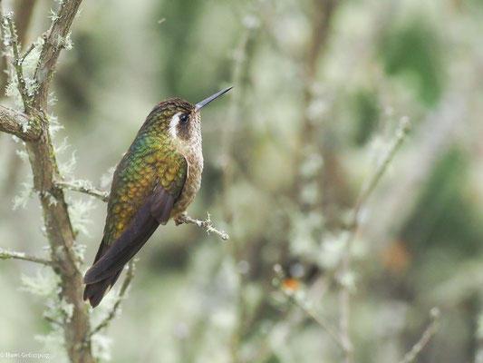 SCHWARZOHRKOLIBRI, SPECKLED HUMMINGBIRD - ADELOMYIA MELANOGENYS