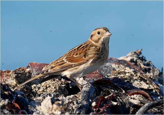 SPORNAMMER, LAPLAND BUNTING, CALCARIUS LAPPONICUS
