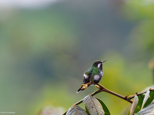 GRÜNE FADENELFE, GREEN THORNTAIL - DISCOSURA CONVERSII