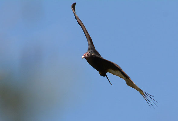 TRUTHAHNGEIER, TURKEY VULTURE, CATHARTES AURA