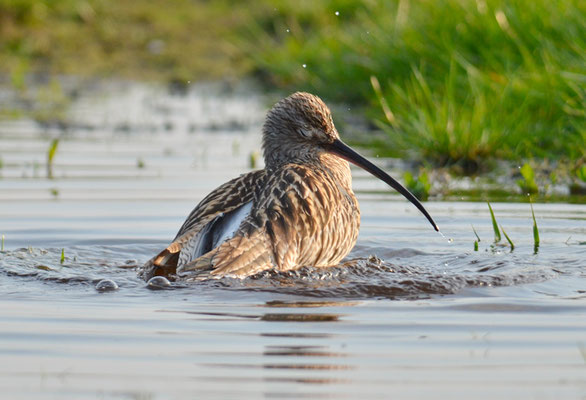 BRACHVOGEL, CURLEW, NUMENIUS ARQUATA