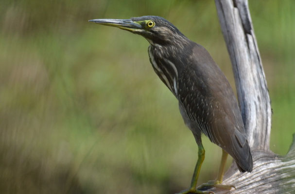 MANGROVENREIHER, LITTLE HERON, BUTORIDES STRIATUS