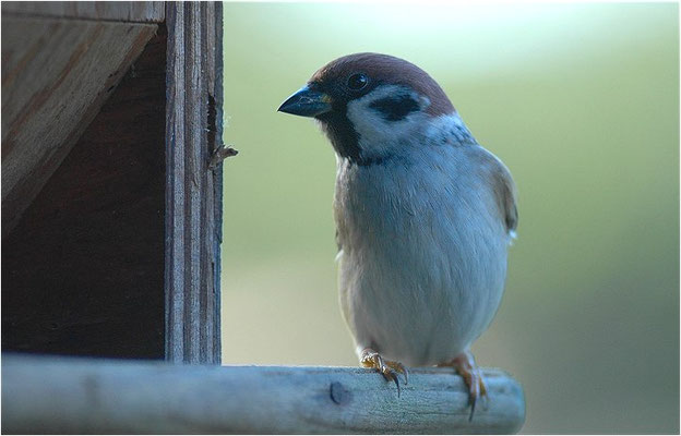 FELDSPERLING, TREE SPARROW, PASSER MONTANUS