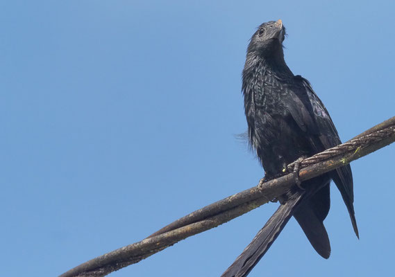 RIEFENSCHNABELANI, GROOVE-BILLED ANI, CROTOPHAGA SULCIROSTRIS