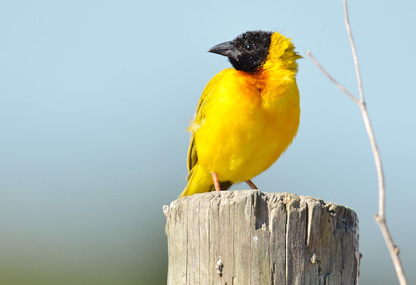 SCHWARZKOPFWEBER, BLACK-HEADED WEAVER, PLOCEUS MELANOCEPHALES