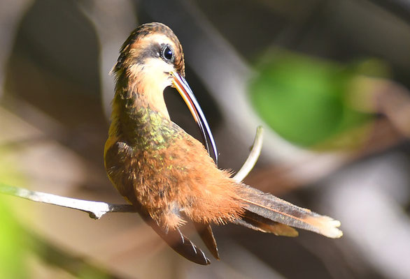 ROTER ZWERGSCHATTENKOLIBRI, REDDISH HERMIT, PHAETORNIS RUBER 