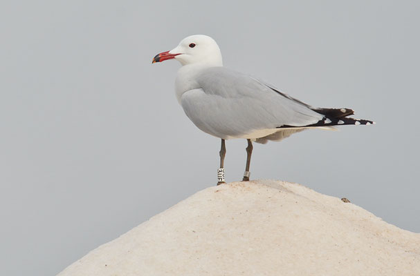 KORALLENMÖWE, AUDOUIN´S GULL, LARUS AUDOUINII