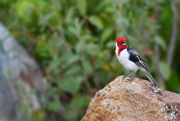 DOMINIKANERKARDINAL, RED-COWLED CARDINAL, PAROARIA DOMINICANA