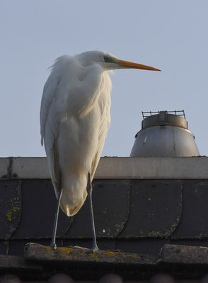 SILBERREIHER, GREAT EGRET, EGRETTA ALBA