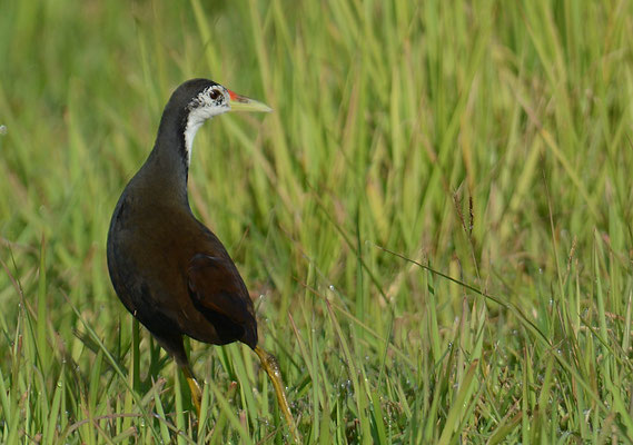 WEISSBRUST-KIELRALLE, WHITE-BREASTED WATERHEN, AMAURORNIS PHOENICURUS