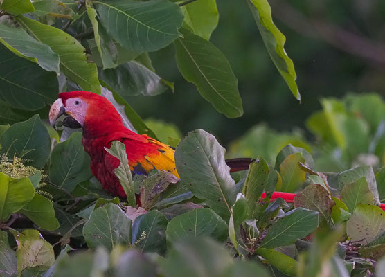 HELLROTER ARA, SCARLET MACAW, ARA MACAO