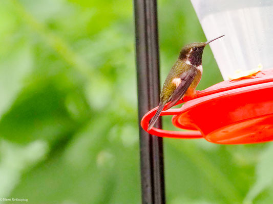 PURPURKEHL-STERNKOLIBRI, PURPLE-THROATED WOODSTAR - CALLIPHLOX MITCHELLII