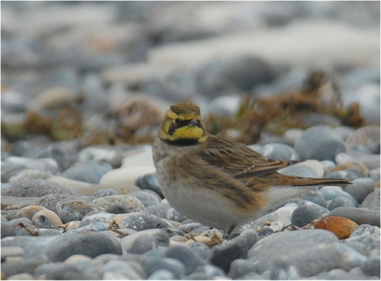 OHRENLERCHE, SHORE LARK (HORNED LARK), EREMOPHILA ALPESTRIS