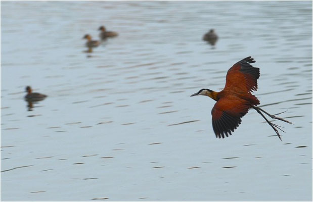 BLAUSTIRN-BLATTHÜHNCHEN, AFRICAN JACANA, ACTOPHILORNS AFRICANUS