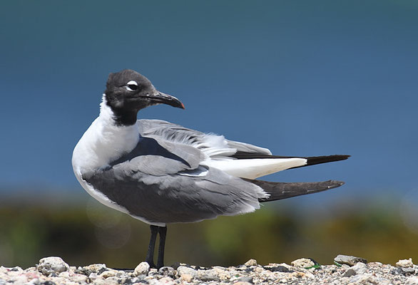 Aztekenmöwe, Laughing gull, Leucophaeus atricilla