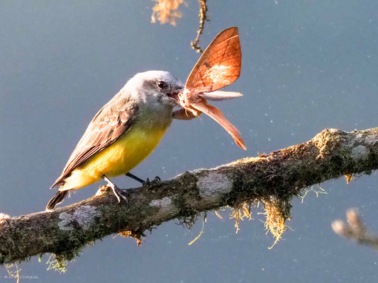 Trauertyrann, Tropical kingbird - Tyrannus melancholicus