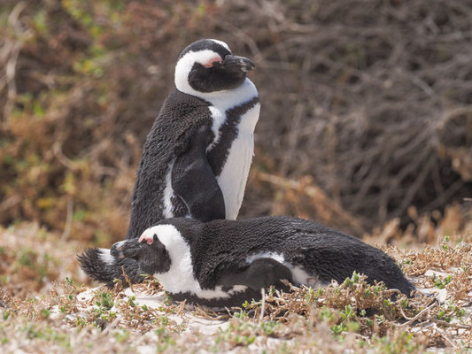 Kappinguin, african penguin, pespheniscus demersus