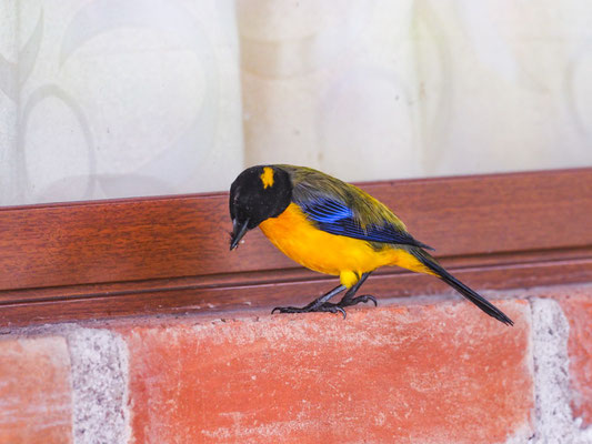 SCHWARZKINN-BERGTANGARE, BLACK-CHINNED MOUNTAIN-TANAGER - ANISOGNATHUS NOTABILIS