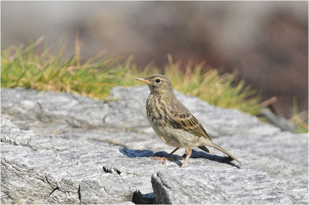 STRANDPIEPER, ROCK PIPIT,  ANTHUS PETROSUS