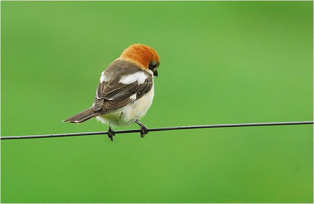 ROTKOPFWÜRGER, WOODCHAT SHRIKE, LANIUS SENATOR