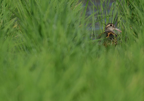 GOLDSCHNEPFE, GREATER PAINTED-SNIPE, ROSTRATULA BENGHALENSIS