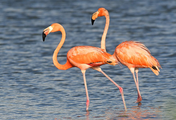 ROTER FLAMINGO (KUBAFLAMINGO), AMERICAN FLAMINGO, PHOENICOPTERUS RUBER