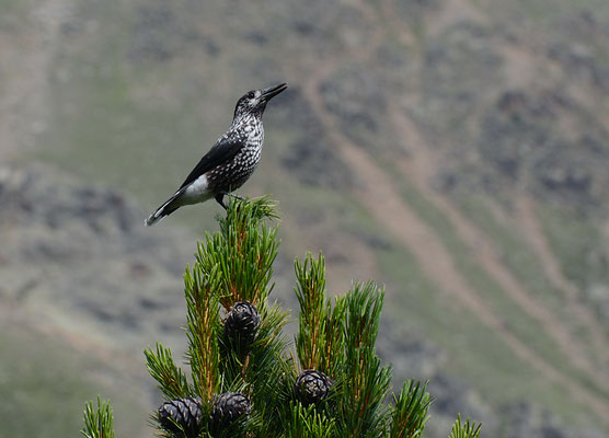 TANNENHÄHER, NUTCRACKER, NUCIFRAGA CARYOCATACTES