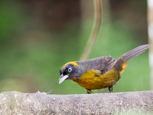Rußgesicht-Stärlingstangare, Dusky-faced Tanager - Mitrospingus cassinii