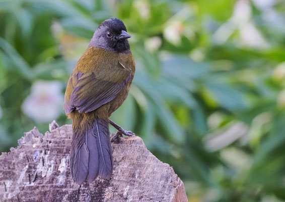 GROSSFUSS-BUSCHAMMER, LARGE-FOOTED FINCH, PEZOPETES CAPITALIS