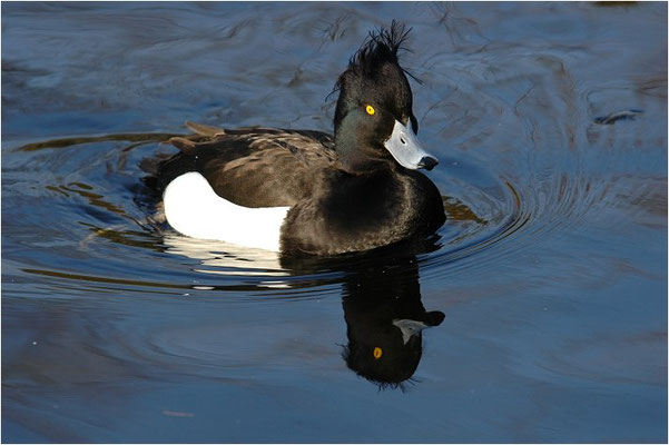 REIHERENTE, TUFTED DUCK, AYTHYA FULIGULA