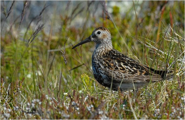 ALPENSTRANDLÄUFER, DUNLIN, CALIDRIS ALPINA