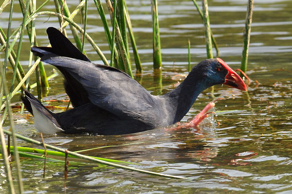PURPURHUHN, PURPLE SWAMPHEN, PORPHYRIO PORPHYRIO