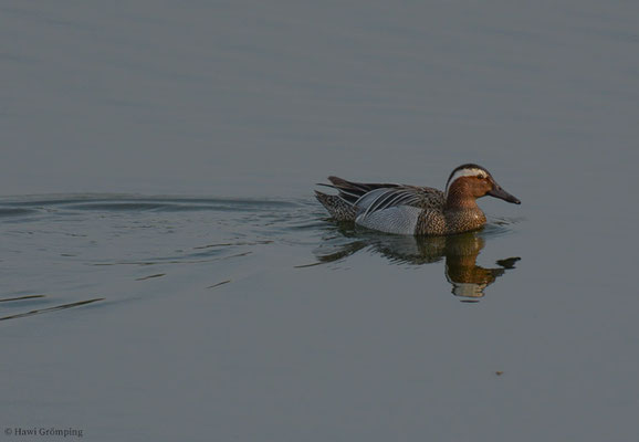 KNÄKENTE, GARGANEY, ANAS QUERQUEDULA