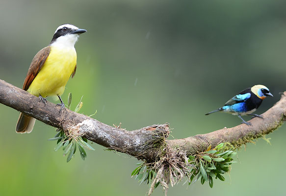 SCHWEFELTYRANN, GREAT KISKADEE, PITANGUS SULPHURATUS