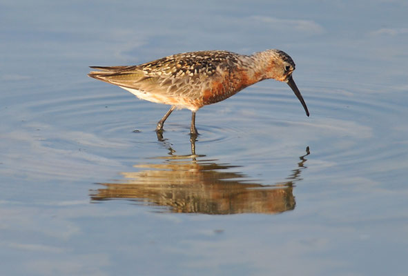 SICHELSTRANDLÄUFER, CURLEW SANDPIPER, CALIDRIS FERRUGINEA