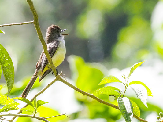 TASZANOWSKI-TYRANN, PALE-EDGED FLYCATCHER - MYIARCHUS CEPHALOTES