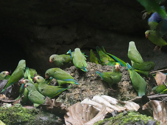 Kobaltflügelsittich, Cobalt-winged Parakeet - Brotogeris cyanoptera