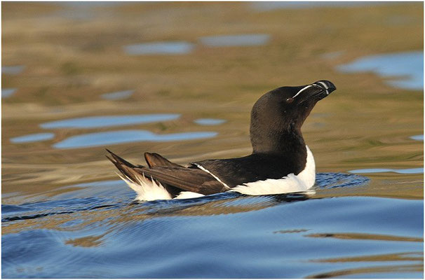 TORDALK, RAZORBILL, ALCO TORDA