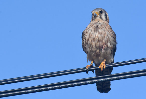 BUNTFALKE, AMERICAN KESTREL, FALCO SPARVERIUS