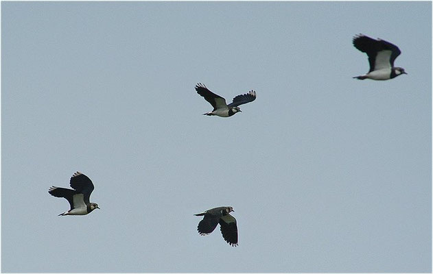 KIEBITZ, NORTHERN LAPWING, VANELLUS VANELLUS