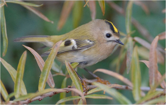 WINTERGOLDHÄHNCHEN, GOLDCREST, REGULUS REGULUS