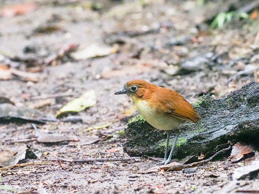 Gelbbrust-Ameisenpitta, Yellow-breasted Antpitta - Grallaria flavotincta
