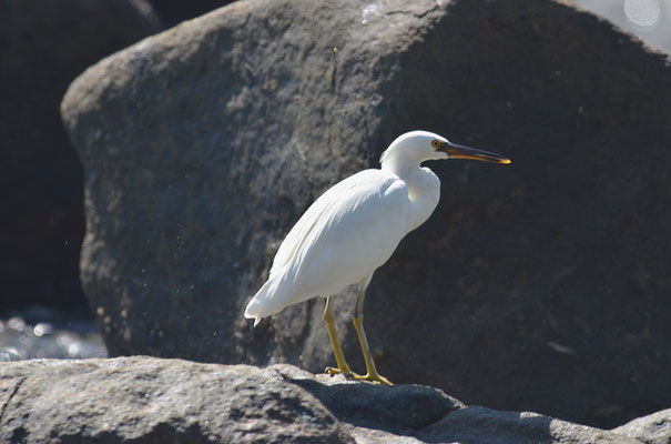 RIFFREIHER, PACIFIC REEF EGRET, EGRETTA SACRA