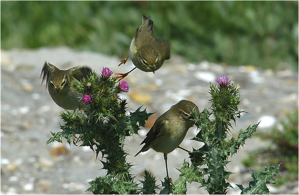 FITIS,  WILLOW WARBLER, PHYLLOSCOPUS TROCHILUS