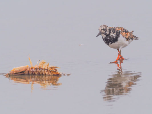 Steinwälzer, Ruddy Turnstone - Arenaria interpres