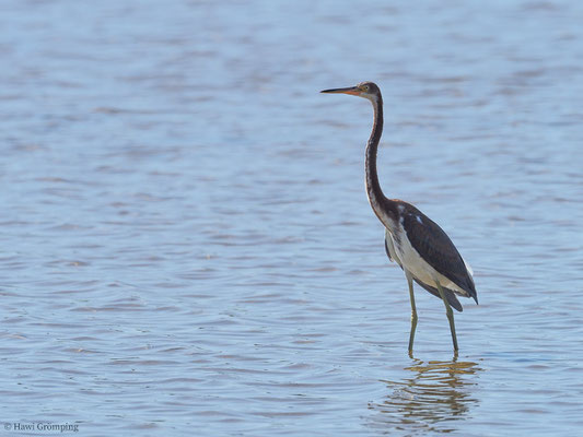 DREIFARBENREIHER TRICOLORES HERON, EGRETTA TRICOLOR