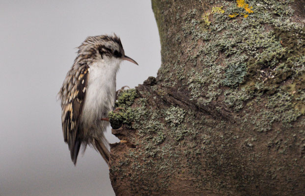 WALDBAUMLÄUFER, TREECREEPER, CERTHIA FAMILIARIS