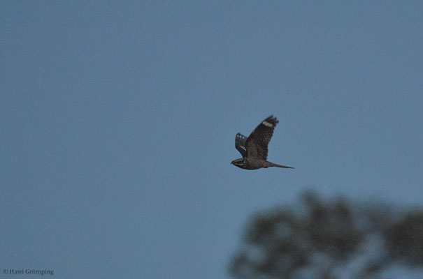 ZIEGENMELKER, NIGHTJAR, CAPRINULGUS EUROPAEUS