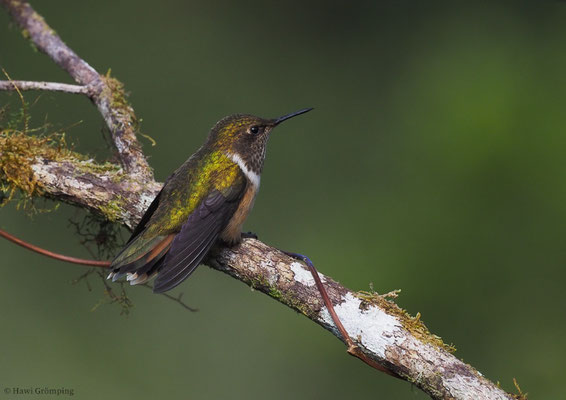 VULKANELFE, VULCANO HUMMINGBIRD, SELASPHORUS FLAMMULA