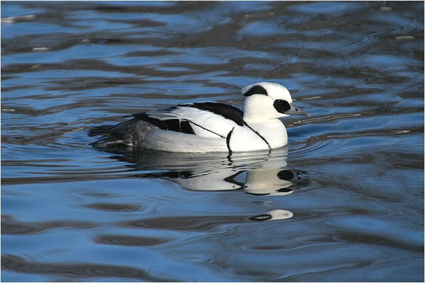 ZWERGSÄGER, SMEW, MERGELLUS ALBELLUS